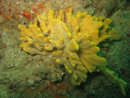  Axinella dissimilis (Giant Finger Sponge)